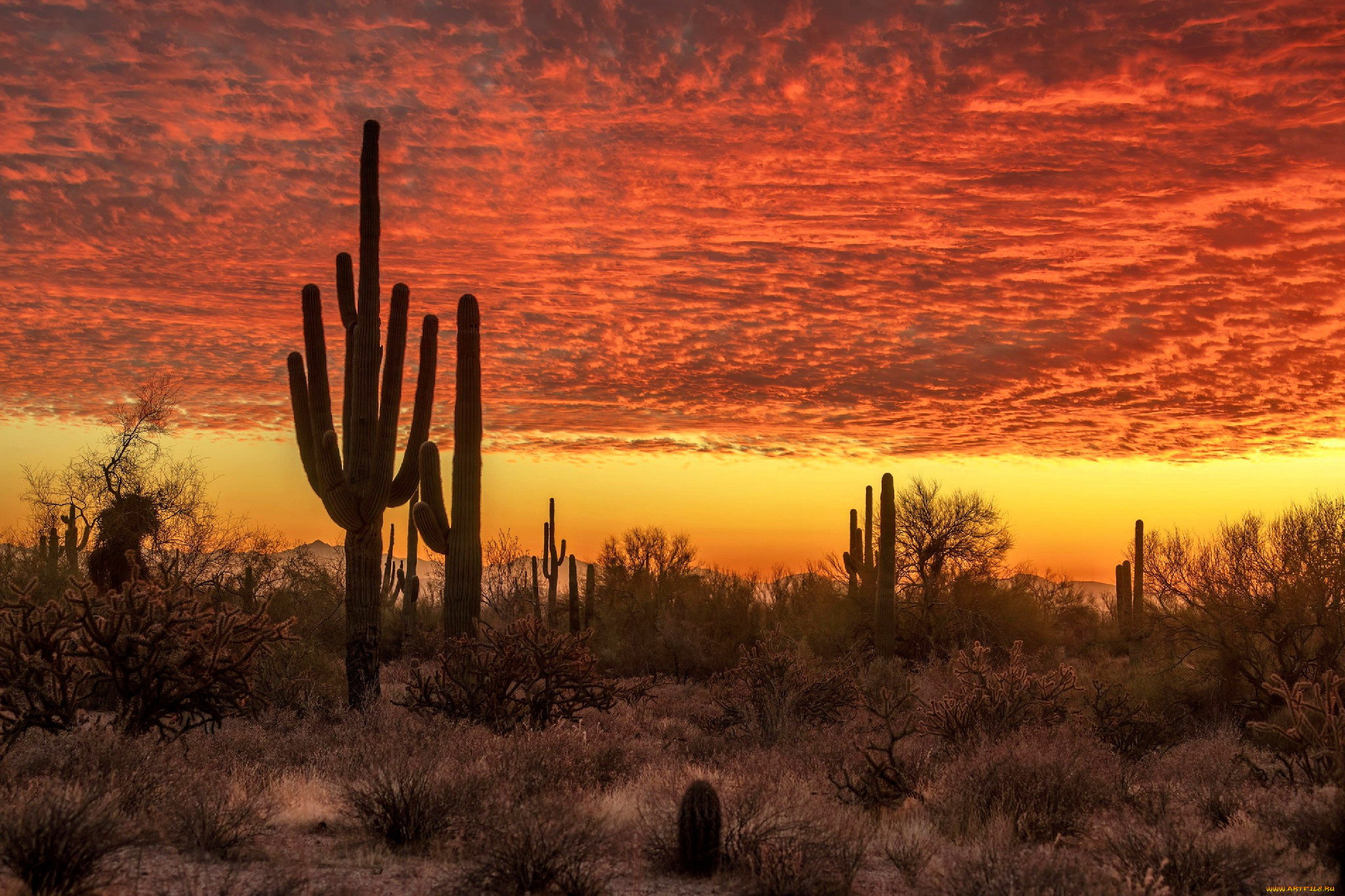 desert sunset, , , , desert, sunset